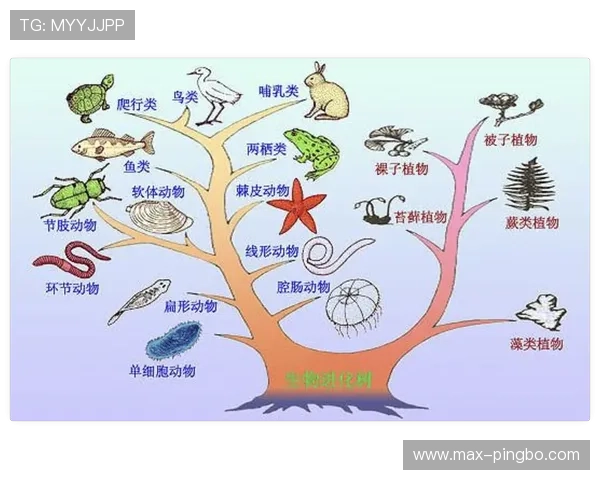 奥斯卡进攻组织能力持续进化的驱动因素解析 奥斯卡进攻组织能力持续进化的驱动因素解析